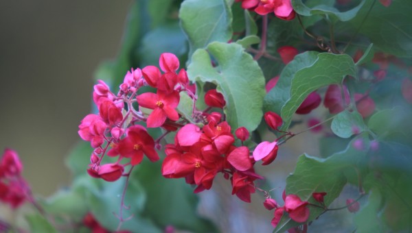 Queen wreath vine