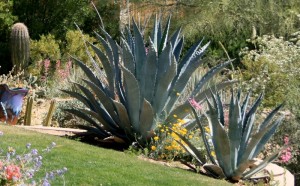 Beautiful agave not trimmed
