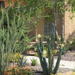 Night bloom cereus