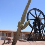 Leaning saguaro, It can be pulled back