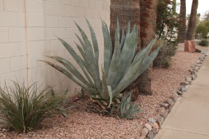 Agave trimmed near a path