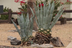 Agave trimmed like pineaple