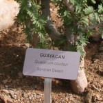 Plant labels