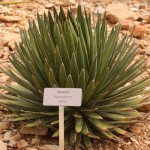 Plant label on Agave ocahui