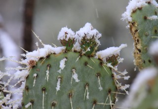 Prickly pear cactus