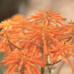 Aloe striata bloom