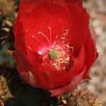 Prickly pear flower