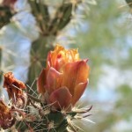 Cholla