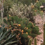 Prickly pear